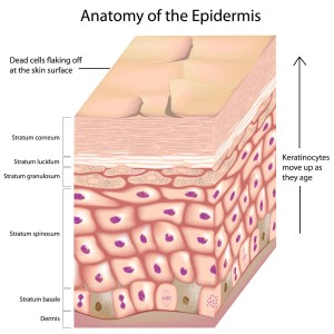 dermatology anatomy of Epidermis